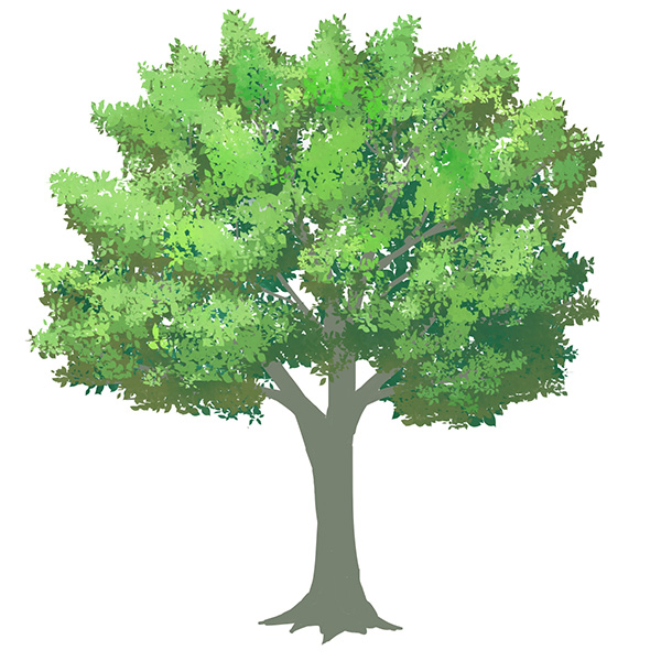 15分で描ける 木の描き方 クリスタで簡単に描けるコツを紹介 Funayu Visual Lab
