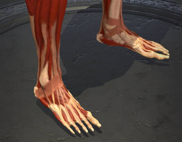 足の解剖図